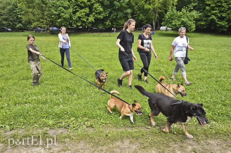 Elbląg, Elbląskie schronisko regularnie organizuje Bieg na sześć łap