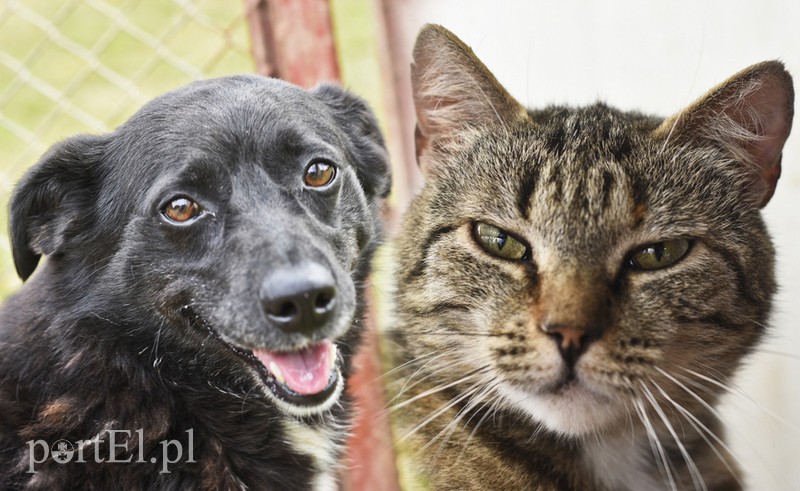 Elbląg, Panterka (po lewej) i Mania Elbląg, Panterka (po lewej) i Mania