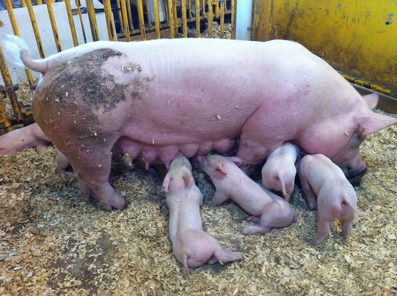 Elbląg, Przypadki wystąpienia afrykańskiego pomoru świń potwierdzono w gospodarstwie na terenie powiatu braniewskiego