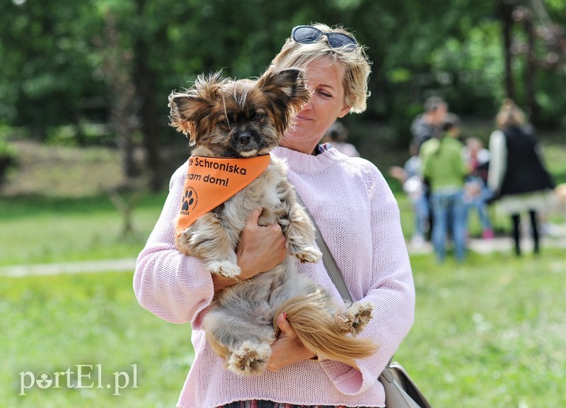 Elbląg, Adopsiaki mają głos