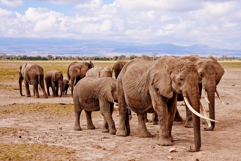 Na safari zamiast do zoo – wakacje w Kenii