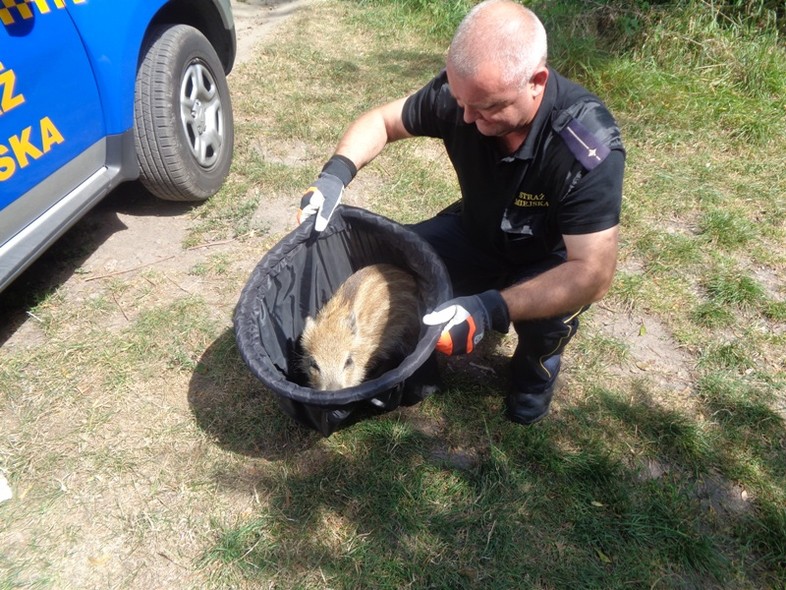 Elbląg, Samotny jak dzik