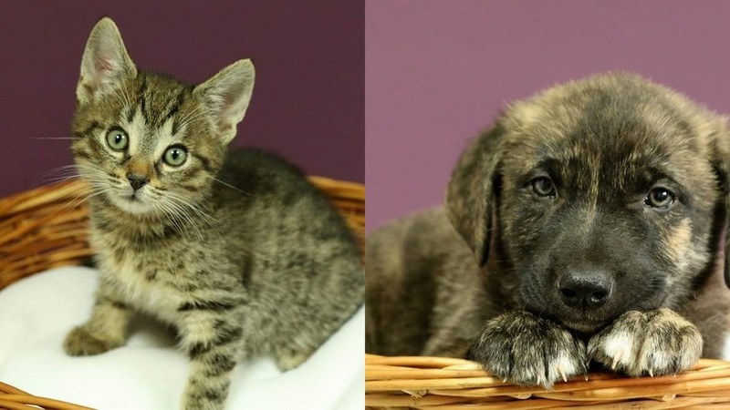 Elbląg, Na zdjęciu Kleofas (po lewej) oraz Cyklon Elbląg, Na zdjęciu Kleofas (po lewej) oraz Cyklon