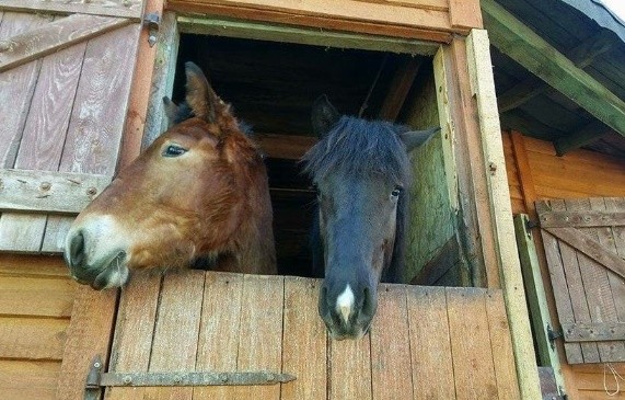 Elbląg, Remont w azylu potrzebny od zaraz