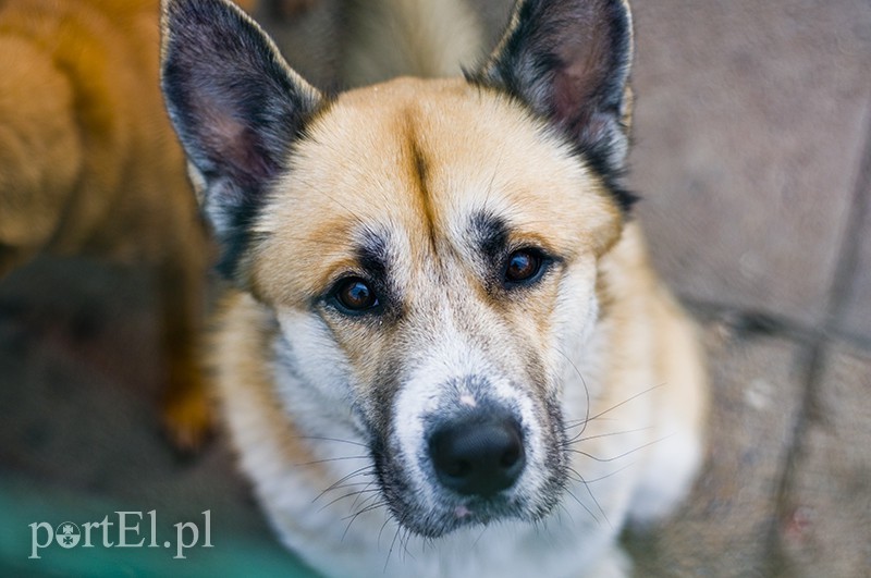 Elbląg, Noc – najgorszy czas dla zwierząt w Elblągu Elbląg, Noc – najgorszy czas dla zwierząt w Elblągu