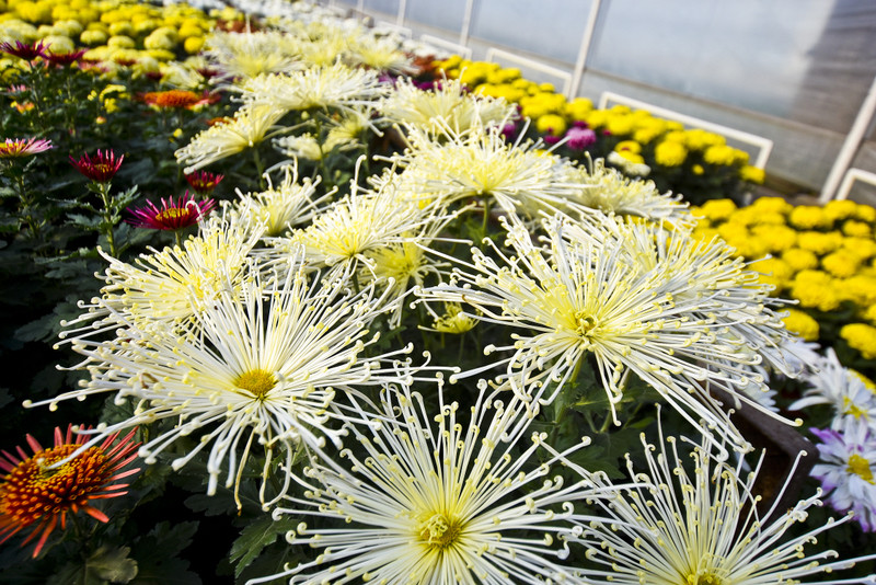 Chryzantemy mają wiele odmian, istnieją na przykład takie, gdzie kwiatostany mają "igiełki"