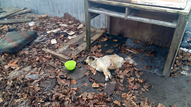 Elbląg, Suczka konała z głodu przez kilka tygodni Elbląg, Suczka konała z głodu przez kilka tygodni