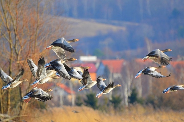 Elbląg, Zaatakowali ptasi azyl