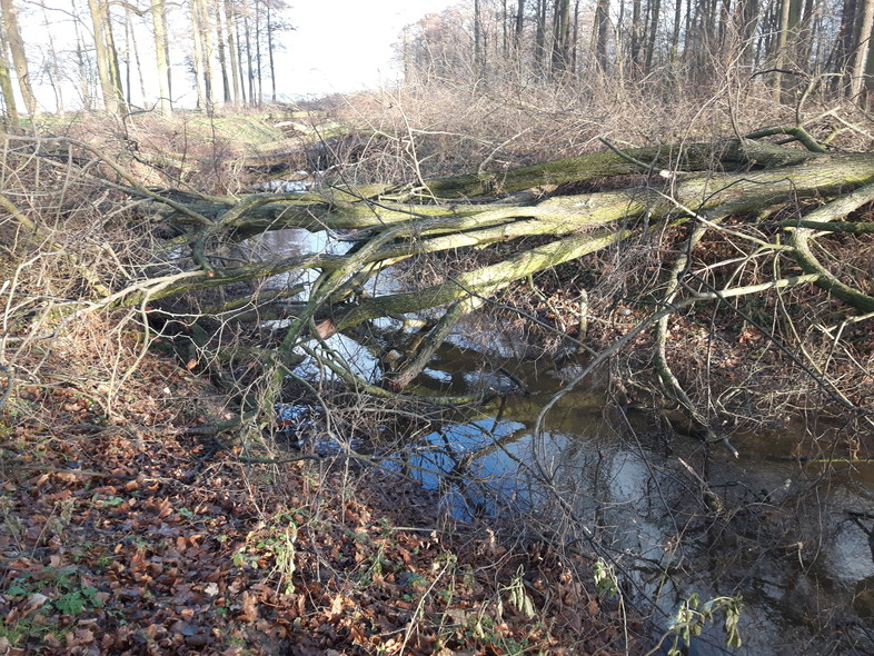 Elbląg, Wycięte drzewa blokują rzekę (aktualizacja) Elbląg, Wycięte drzewa blokują rzekę (aktualizacja)