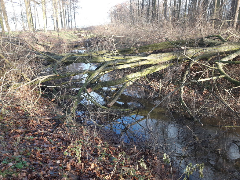 Elbląg, Wycięte drzewa blokują rzekę  (aktualizacja)