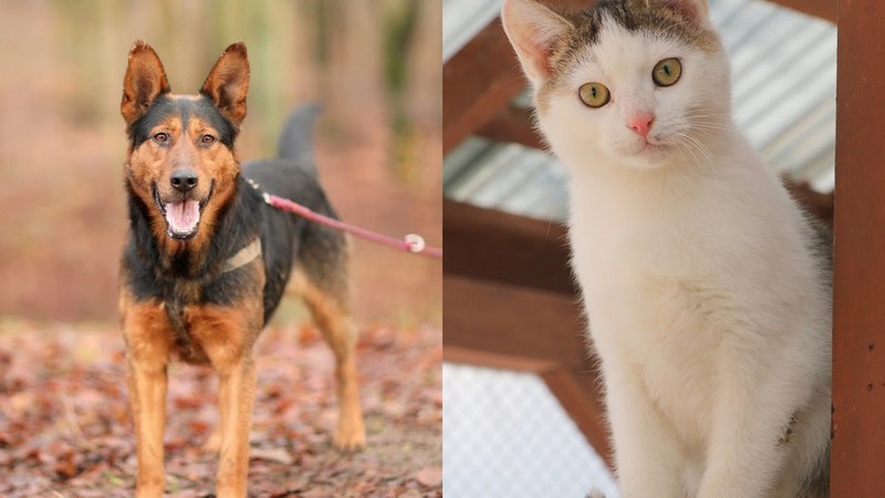 Elbląg, Cygan (po lewej) i Lolek Elbląg, Cygan (po lewej) i Lolek