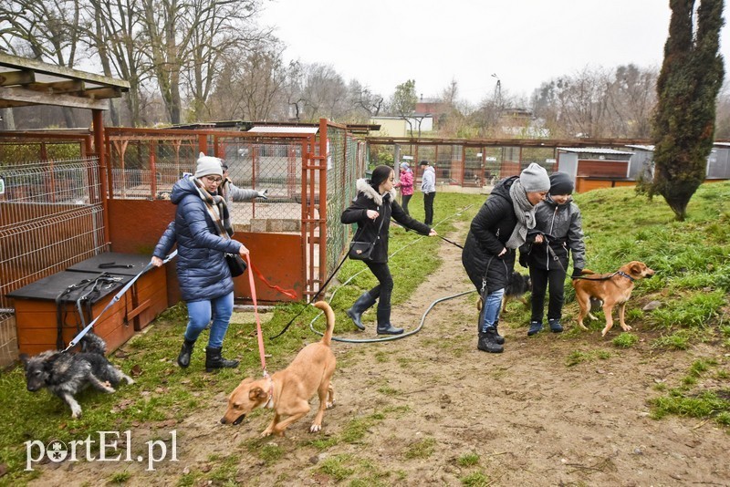 Elbląg, Mikołajkowy Bieg na 6 Łap