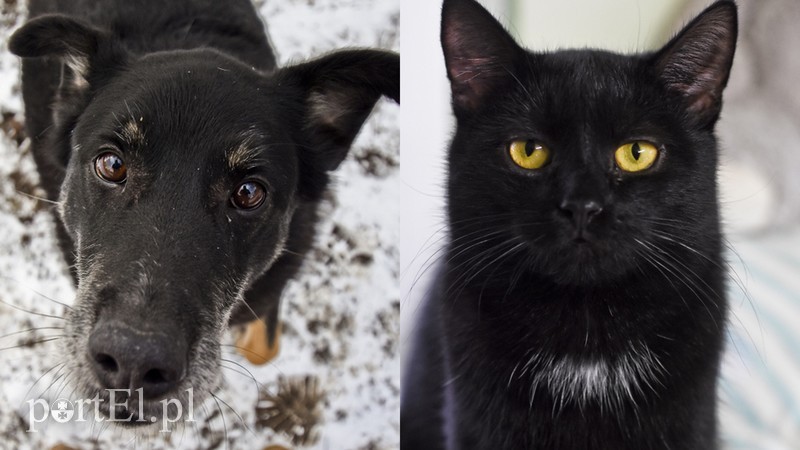 Elbląg, Fiodor (po lewej) i Ranek Elbląg, Fiodor (po lewej) i Ranek
