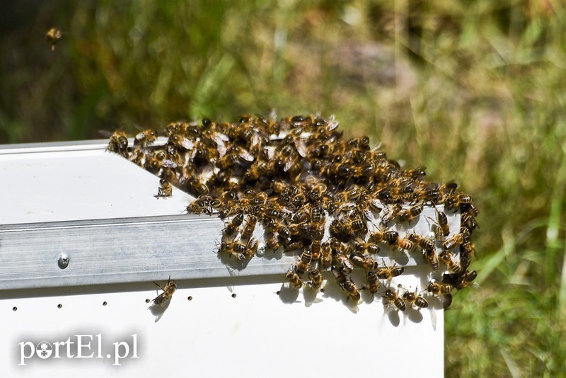 Elbląg, Tajemnice pszczół beda odkrywać elbląscy uczniowie
