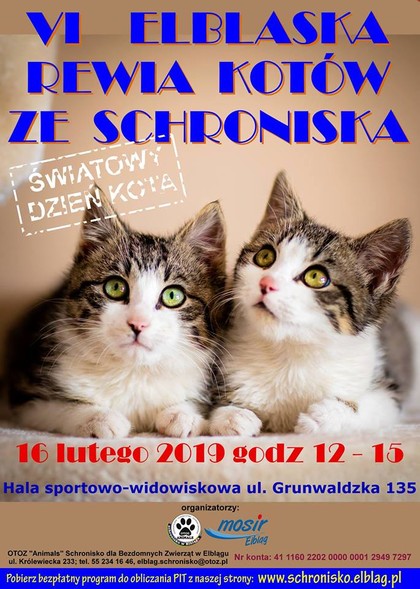 Elbląg, VI Rewia Kotów już w sobotę Elbląg, VI Rewia Kotów już w sobotę