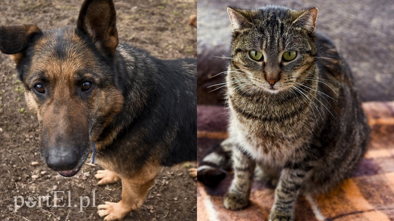 Elbląg, Nala (po lewej) i Jarzębina Elbląg, Nala (po lewej) i Jarzębina