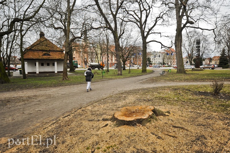 Elbląg, Wycięli, bo były chore