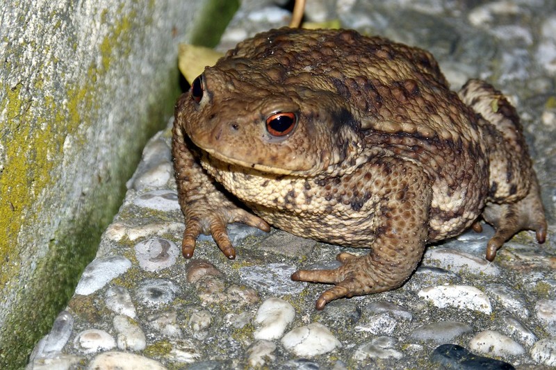 Elbląg, Jest jak superbohater - działa pod osłoną nocy (Opowieści z lasu, odc. 158)