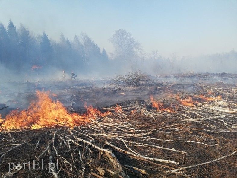 Elbląg, Pożar lasu w okolicy Lipowiny