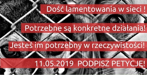 Elbląg, Z pomocą bezdomnym zwierzętom Elbląg, Z pomocą bezdomnym zwierzętom