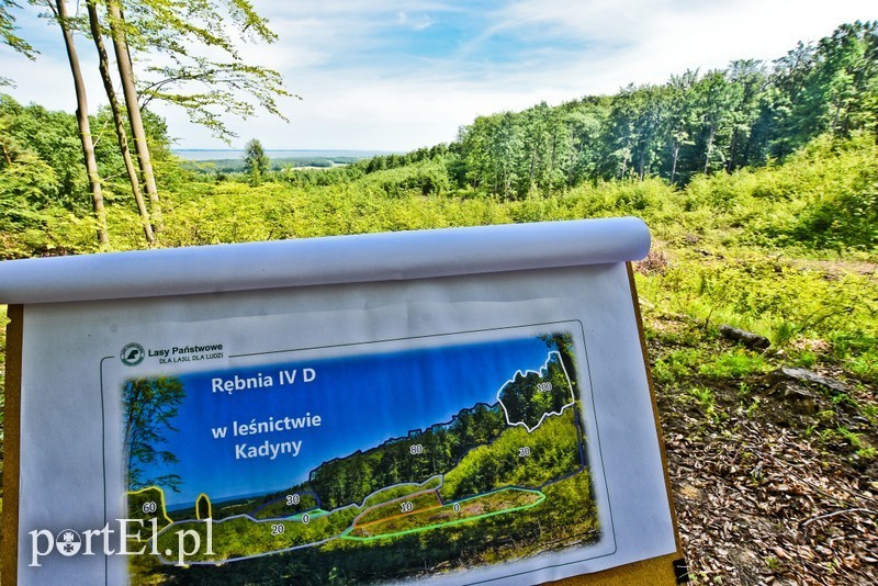 Elbląg, Wycinanie drzew to pielęgnacja lasu