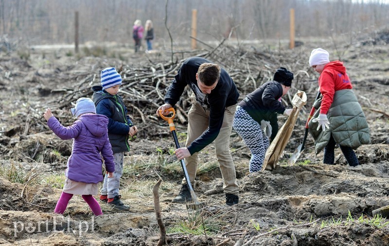 Elbląg, Sadzenie drzew z leśnikami, marzec 2019 r.