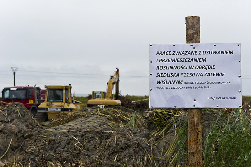 Elbląg, We wrześniu na zlecenie Urzędu Morskiego w miejscu przekopu od strony Zalewu Wiślanego rozpoczęto przenoszenie trzcinowisk Elbląg, We wrześniu na zlecenie Urzędu Morskiego w miejscu przekopu od strony Zalewu Wiślanego rozpoczęto przenoszenie trzcinowisk