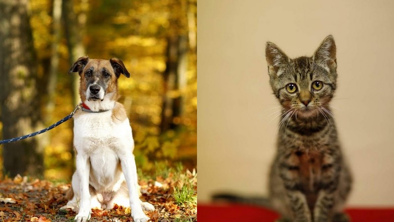 Elbląg, Bella (po lewej) oraz Mocart Elbląg, Bella (po lewej) oraz Mocart