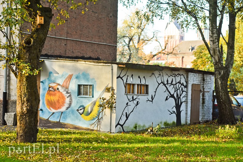 Elbląg, Ptaki jak malowane! Elbląg, Ptaki jak malowane!