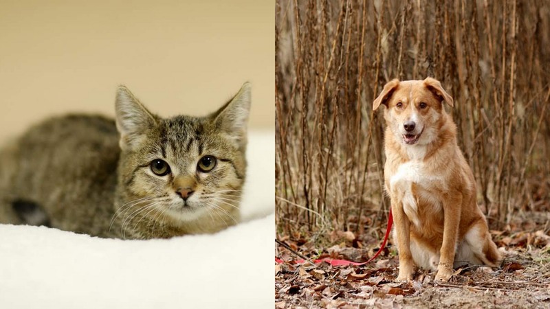 Elbląg, Zuzia (po lewej) i Futer