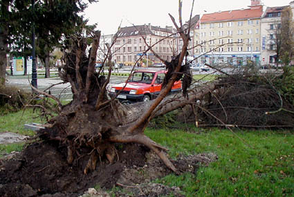 Elbląg, Wieje Elbląg, Wieje