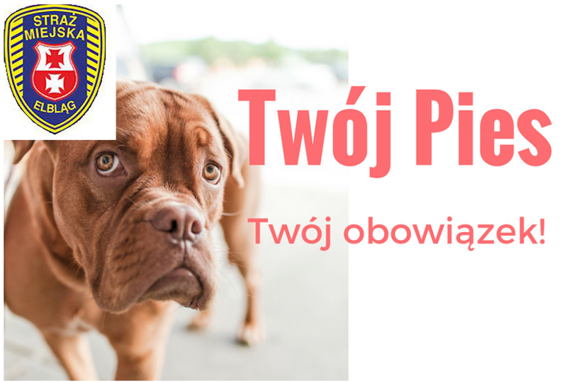 Elbląg, Twój pies - twój obowiązek