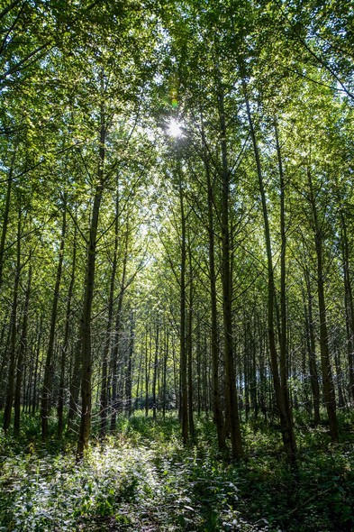 Elbląg, Leśne plantacje  (Opowieści z lasu, odc. 205)