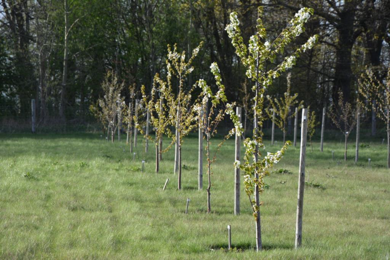 Elbląg, Plantacyjna uprawa nasienna czereśni ptasiej w Kadynach, Elbląg, Plantacyjna uprawa nasienna czereśni ptasiej w Kadynach,