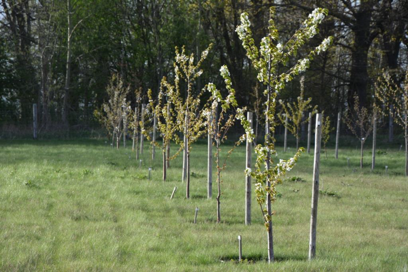 Elbląg, Plantacyjna uprawa nasienna czereśni ptasiej w Kadynach,