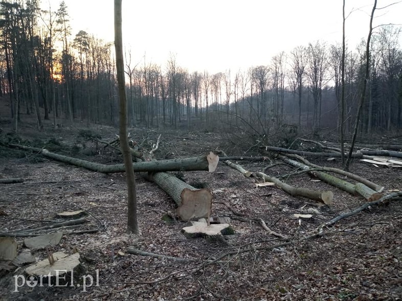 Elbląg, Czytelnik: pod Kadynami karczują połacie lasu Elbląg, Czytelnik: pod Kadynami karczują połacie lasu