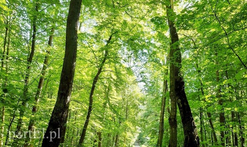 Elbląg, Tymczasowy zakaz wstępu do lasów w całej Polsce