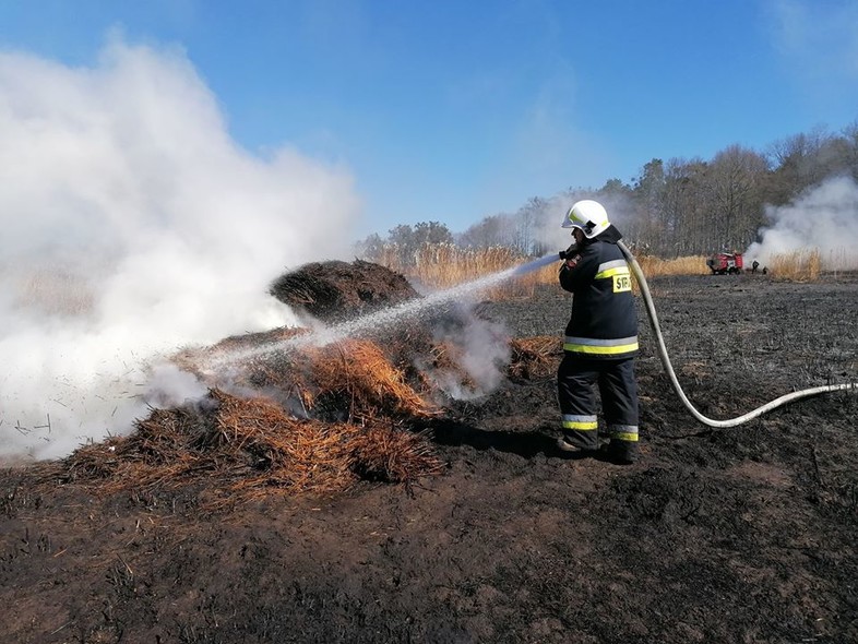 Elbląg, Strażacy gasili pole miskantu