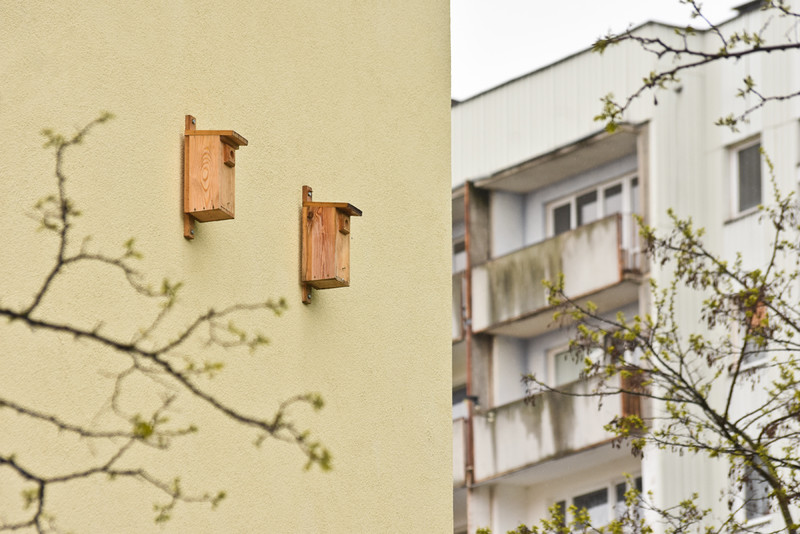 Elbląg, Budki lęgowe na Zawadzie