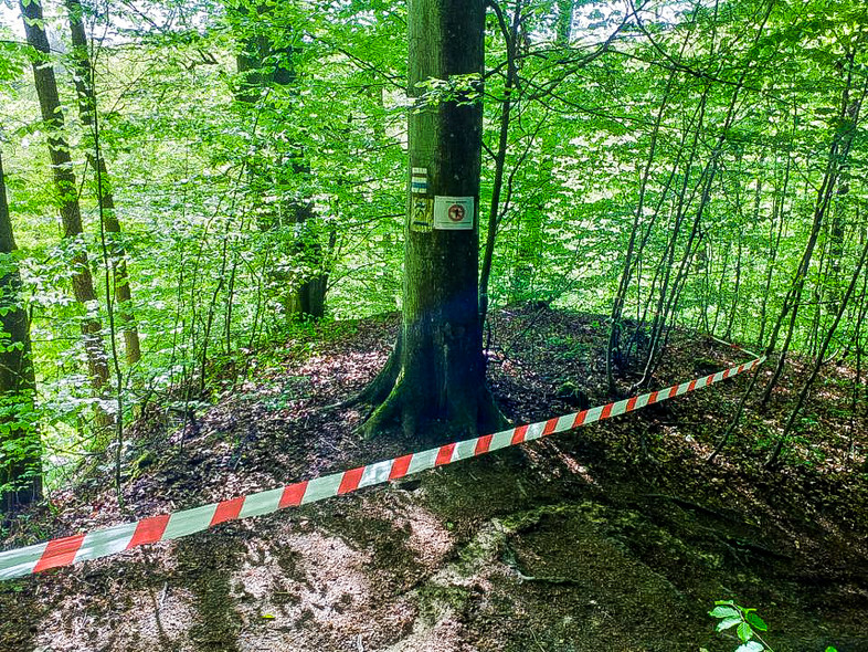 Elbląg, Szerszenie przy czerwonym szlaku w Bażantarni Elbląg, Szerszenie przy czerwonym szlaku w Bażantarni