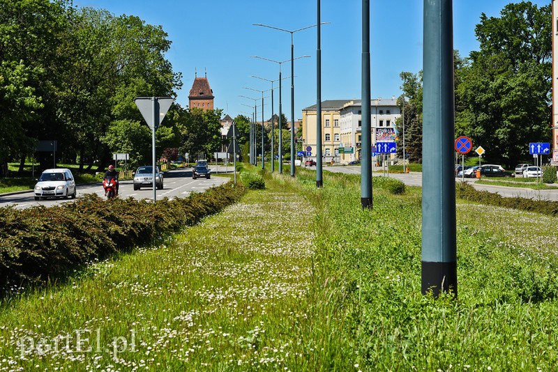 Elbląg, Łąka kwietna powstaje m.in. między jezdniami al. Armii Krajowej