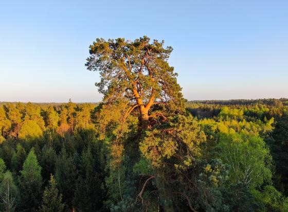 Elbląg, Czy "Gruba Kaśka" zostanie Drzewem Roku?