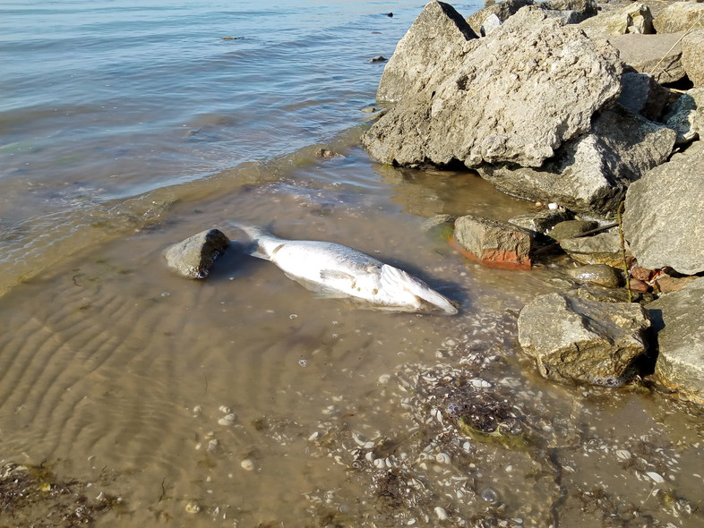 Elbląg, Czytelnicy alarmują: dziesiątki martwych ryb na plaży w Kadynach i Tolkmicku