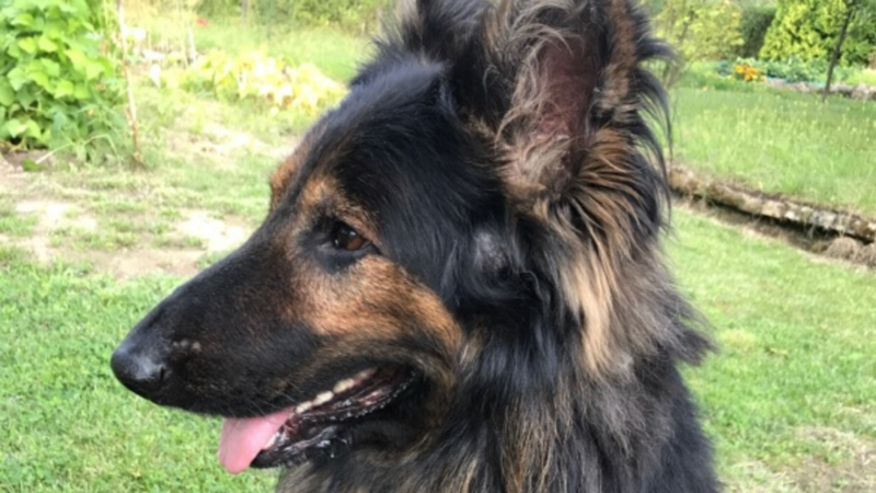 Elbląg, Pies Fado stał się "bohaterem" sądowego procesu o zakłócanie spokoju