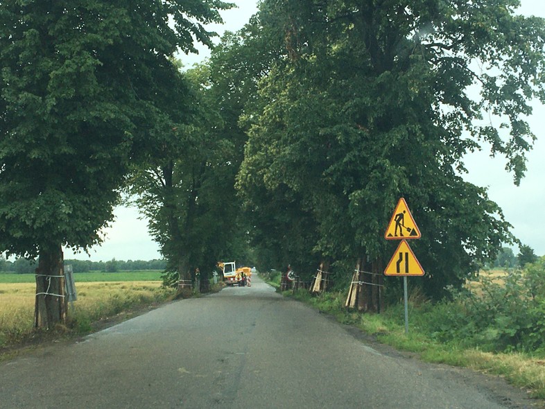 Elbląg, Mieszkańców Gronowa Elbląskiego interesuje los drzew przy remontowanej drodze