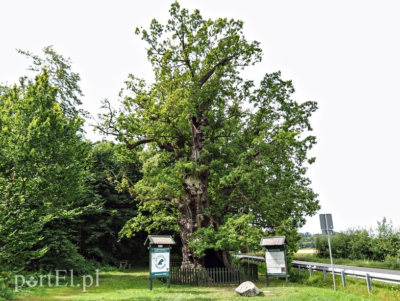 Elbląg, Twardy staruszek z Kadyn