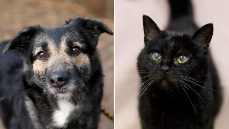 Elbląg, Nina (z lewej) i Dolinka czekają na osoby, które je przygarną