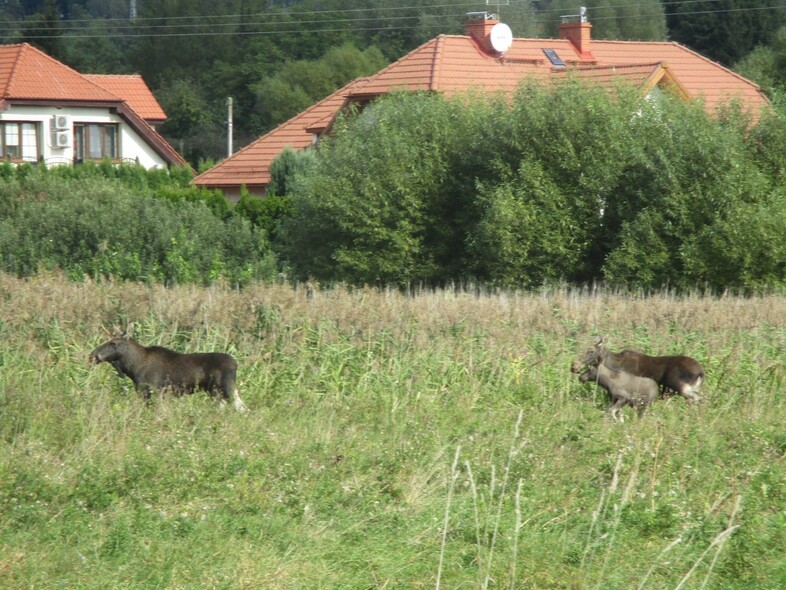 Elbląg, Odwiedziny leśnych gości