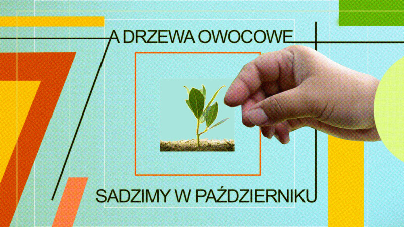 Elbląg, "A drzewa sadzimy w październiku!" Zielona akcja w Galerii EL.