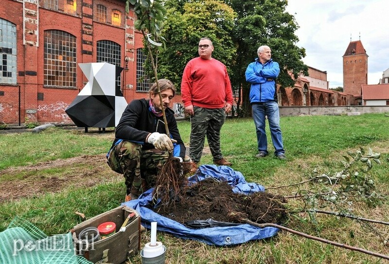 Elbląg, Na dziedzińcu Galerii EL zasadzono drzewa owocowe